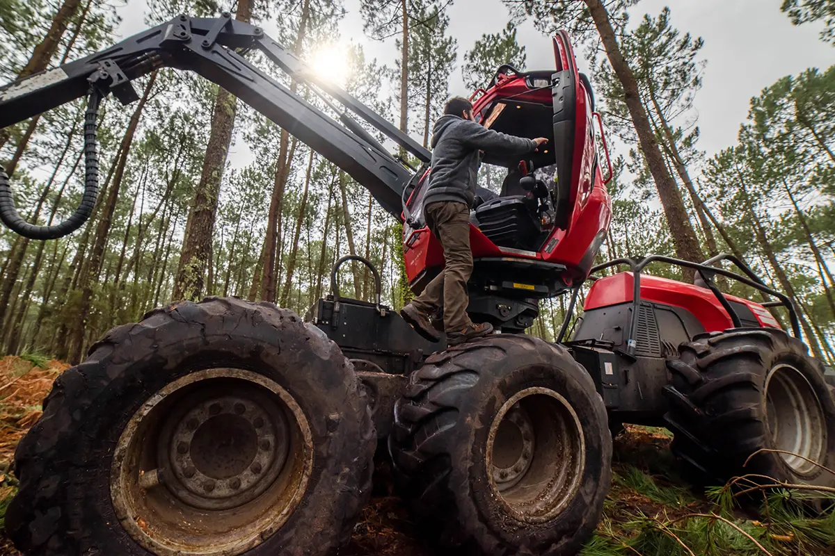 Forestry operator entering cab of red logging machine in sunlit forest