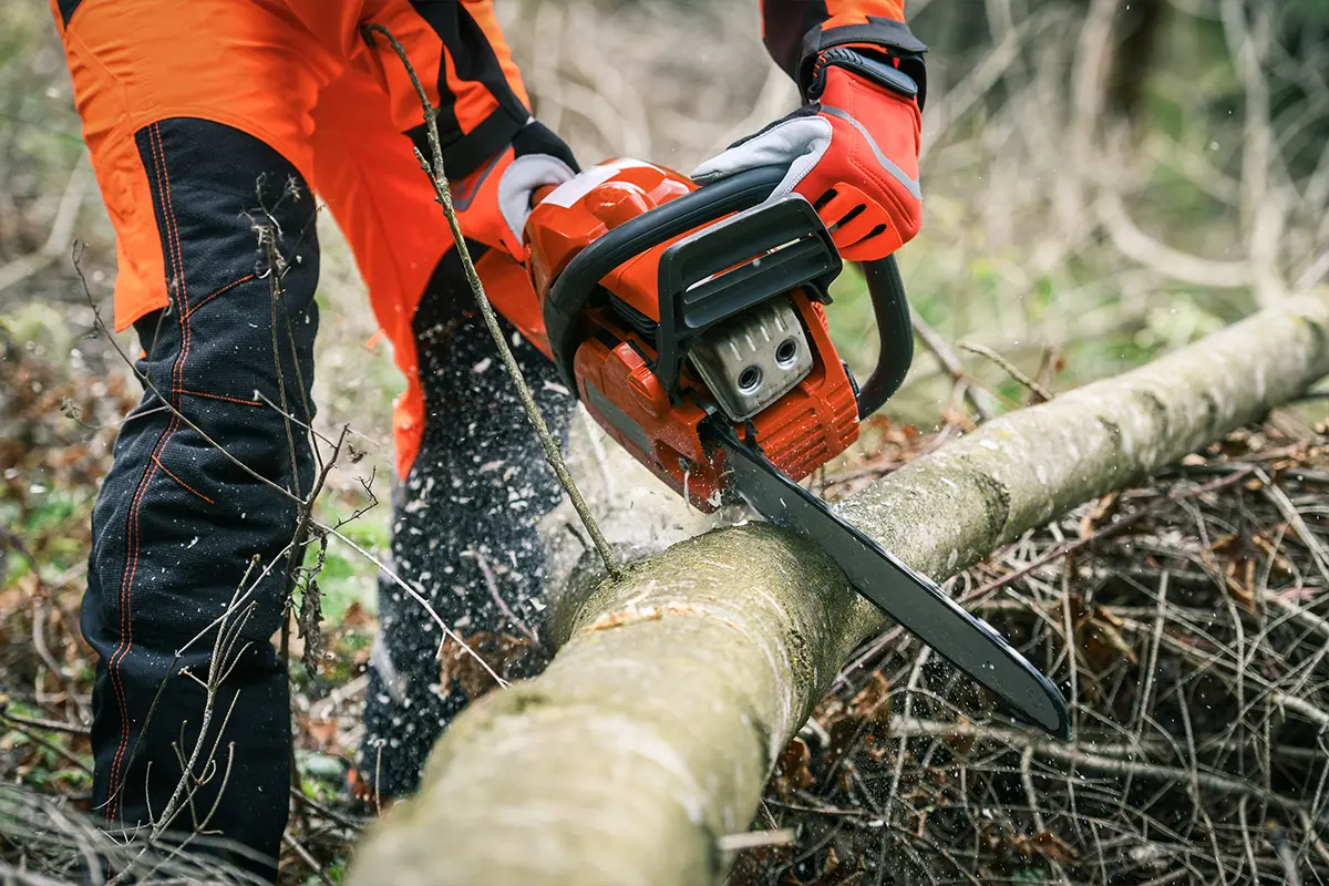 Forestry worker cutting fallen tree with chainsaw in rugged forest environment