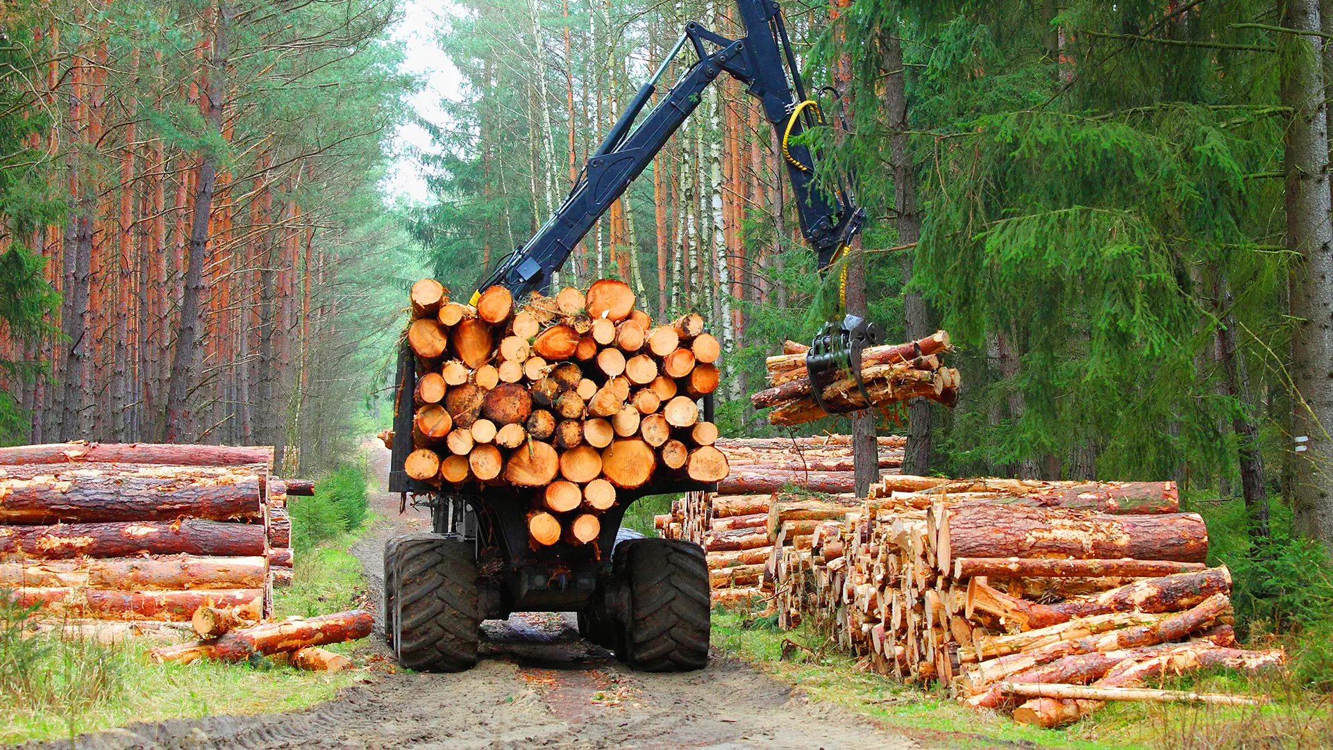 Forestry machine stacking logs in rugged forest environment with dense vegetation